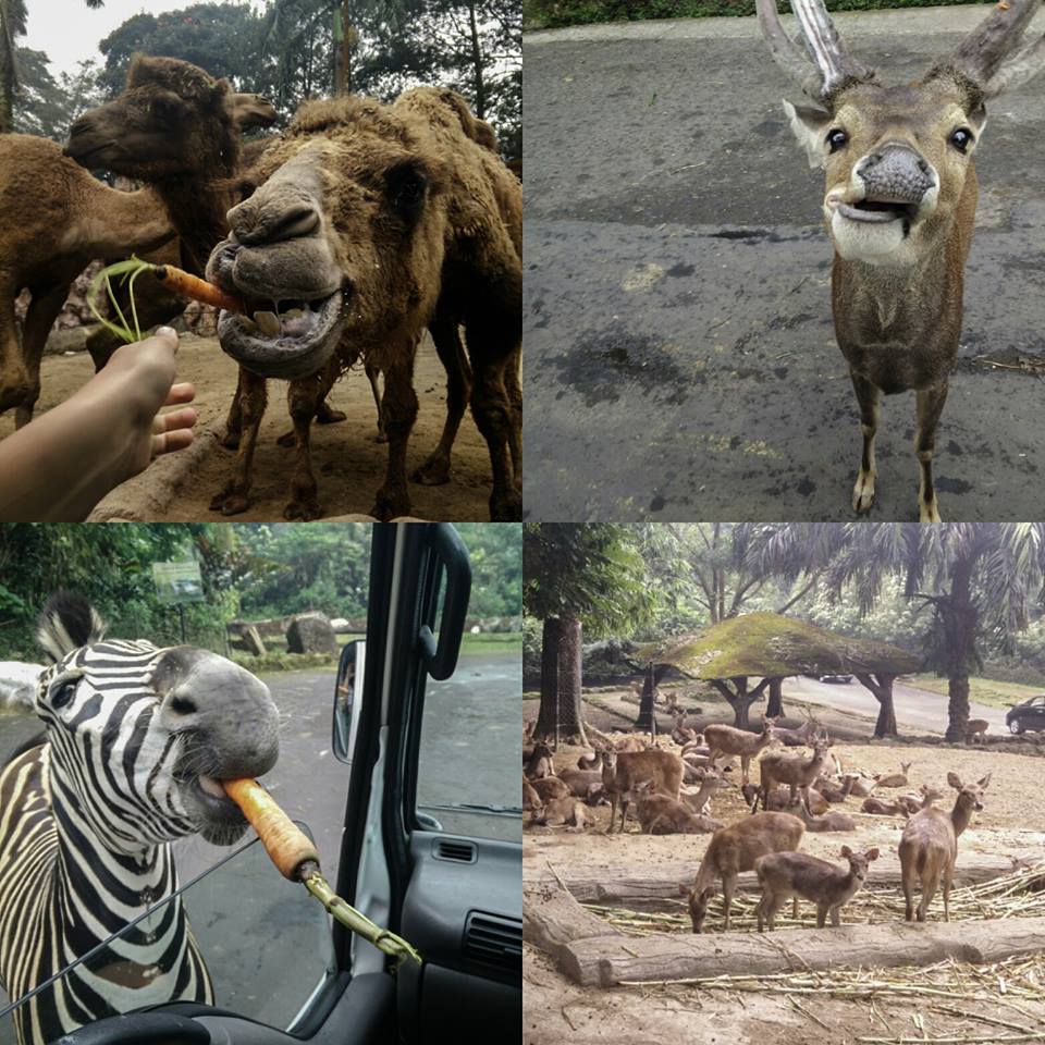 8 safari (3)